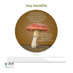 ماشروم کمپلکس یوتئوری Mushroom Complex Youtheory - Image 3