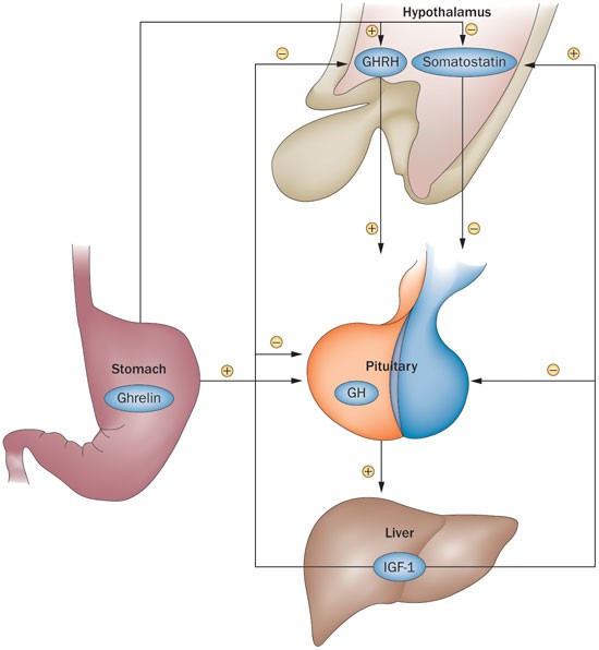 سوماتروپین سیناتروپین 32 واحدى سيناژنه | Cinnatropin Somatropin CinnaGen 2 41574 2013 Article BFnrendo201377 Fig1 HTML